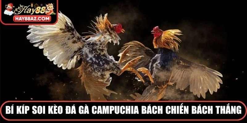 Bí kíp soi kèo đá gà Campuchia bách chiến bách thắng