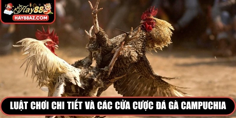 Luật chơi chi tiết và các cửa cược đá gà Campuchia