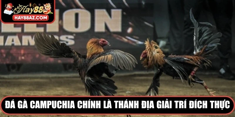 Đá gà Campuchia chính là thánh địa giải trí đích thực