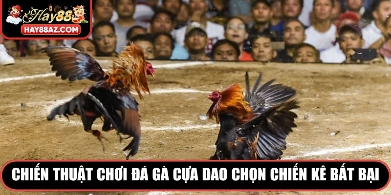 Chiến thuật chơi đá gà cựa dao chọn chiến kê bất bại