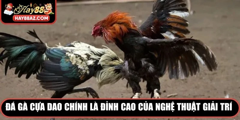 Đá gà cựa dao chính là đỉnh cao của nghệ thuật giải trí cá cược