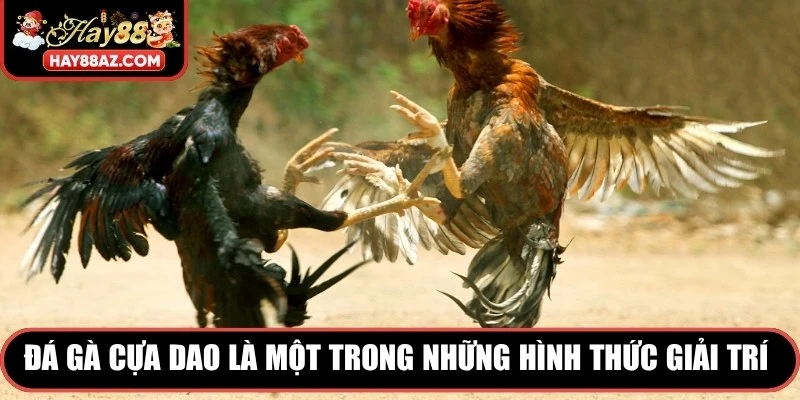 Đá gà cựa dao là một trong những hình thức giải trí cá cược trực tuyến
