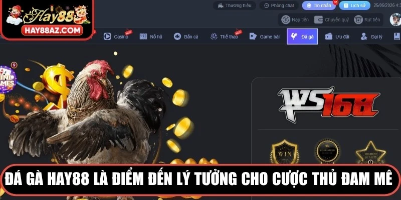 Đá Gà HAY88 là điểm đến lý tưởng cho cược thủ đam mê bộ môn chọi kê