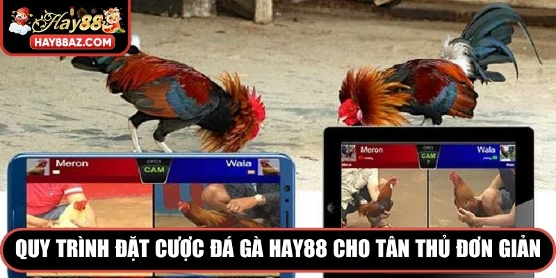 Quy trình đặt cược Đá Gà HAY88 cho tân thủ đơn giản, nhanh chóng